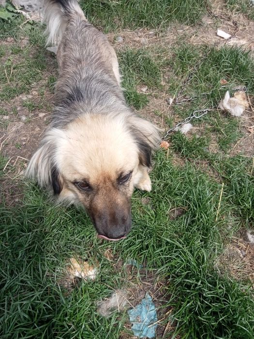 Dau gratuit câine  și o  cățelușa