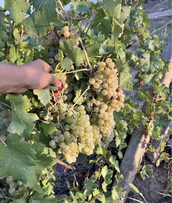 Vand struguri de vin am toate soiurile