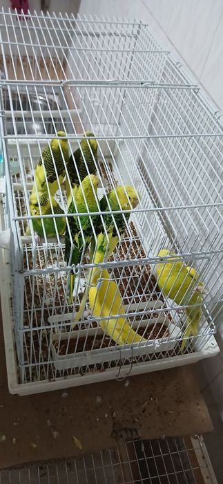 Папугай валнистый