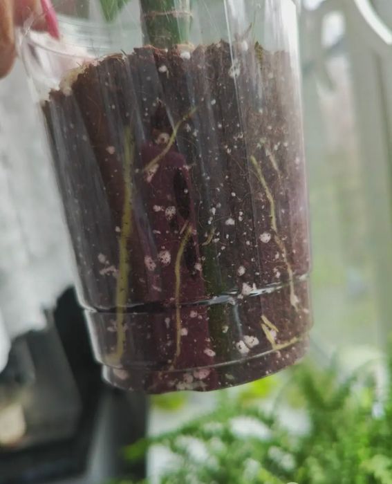 Диффенбахия в кашпо