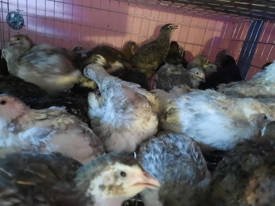 Ouă pt Incubat premium CELADON ŞI TUPFER de vanzare, pui,prepelițe,ouă