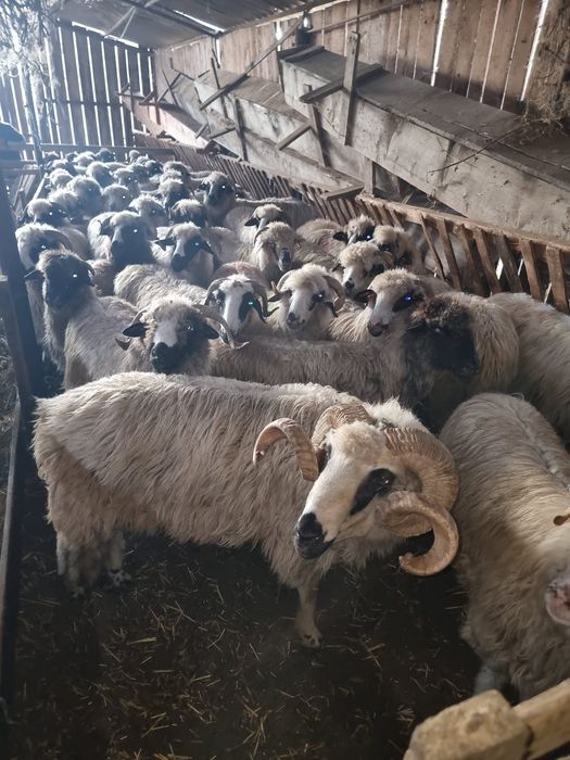 Oi țurcane și berbeci