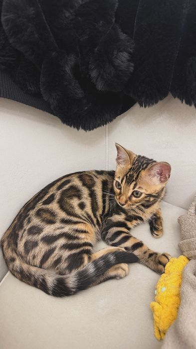 Бенгалска котка, женска, на 5 месеца