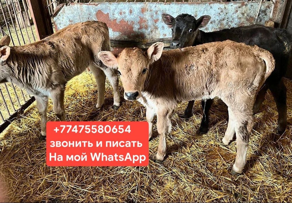 Телята 3-4 месячные продаются
