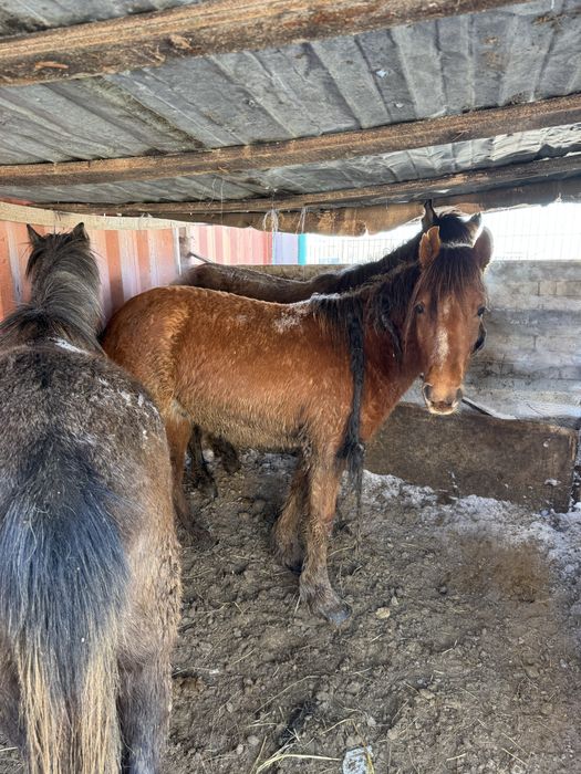 Продается тай, кунан