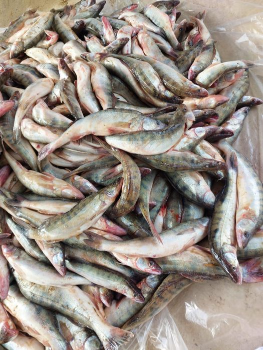 Судак свежий балғын