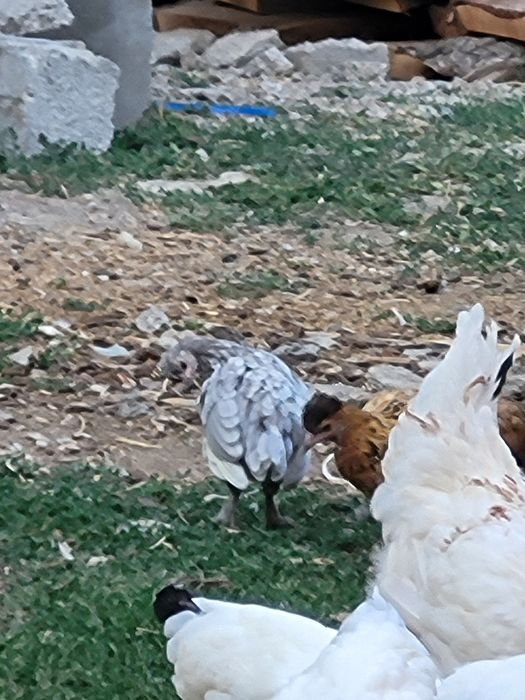 Японски курица..