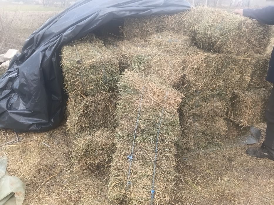 Vând baloti lucernă.