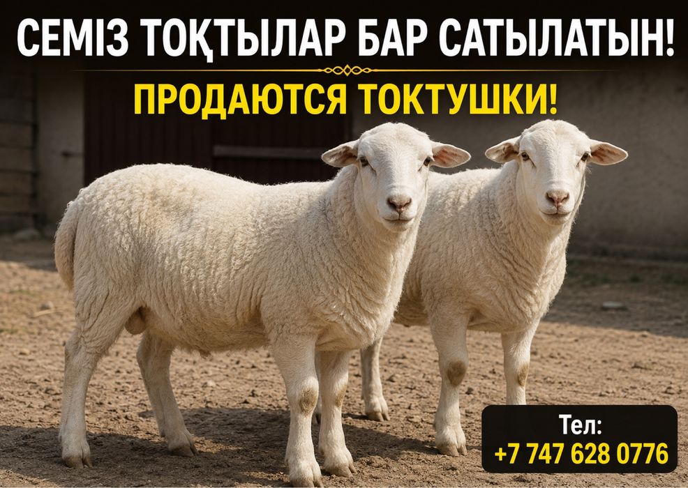 Тоқтылар бар соңғы екі бас қалды