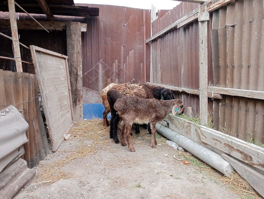 2қой қозысымен сатылады