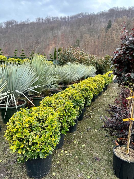 Plante Ornamentale pentru Curți Moderne și Elegante