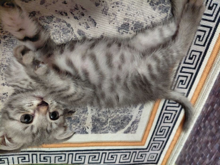 Пародистый, вислоухий котёнок