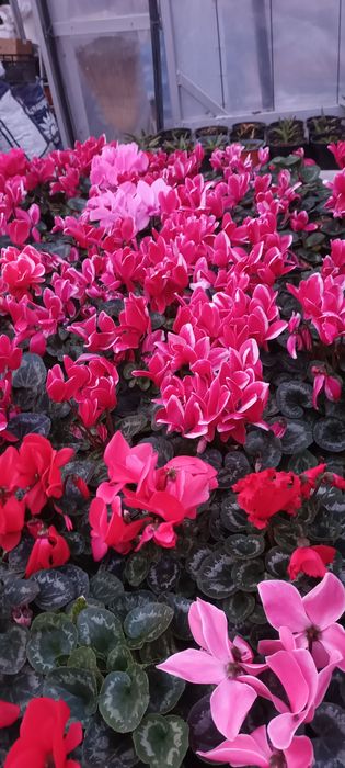 Flori 1-8martie cyclamen,garofite,zambile