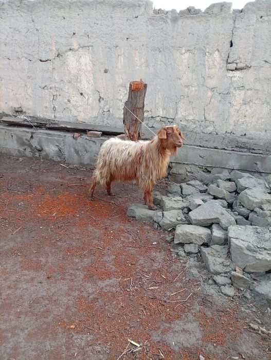 Калшох эчки сотилади