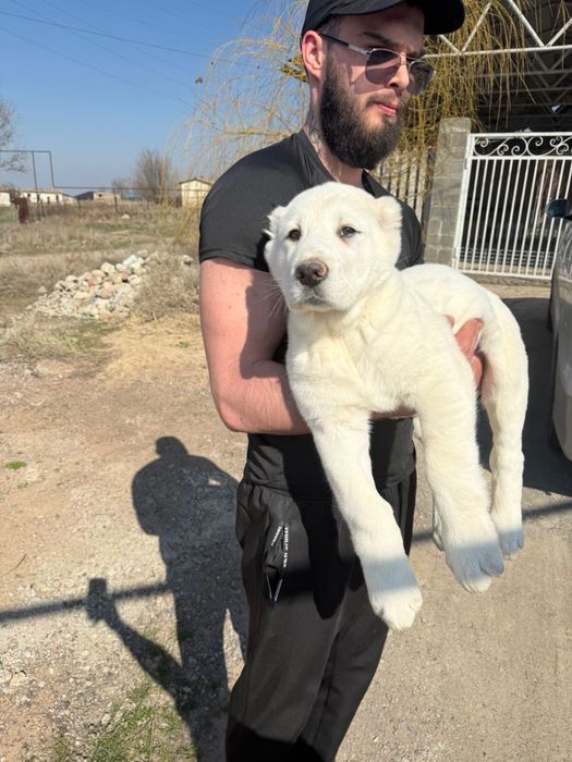 Продам щенка Алабая