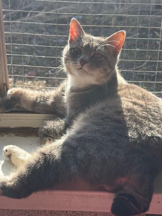 Красавец Серый в любящую семью!