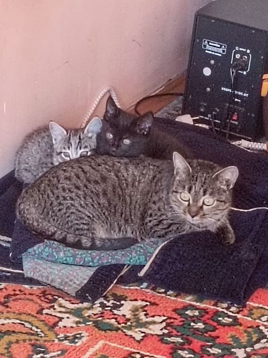 Mushukchalar hadyaga beriladi