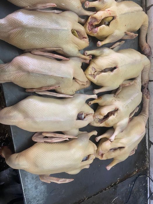 Продам мясо утки