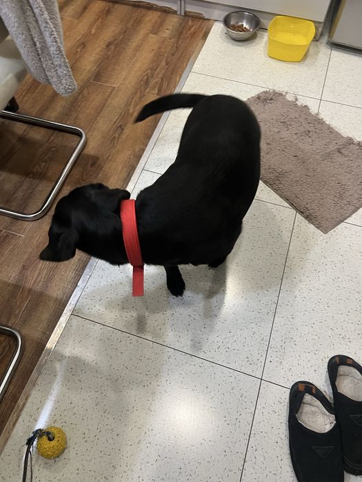 Лабродор метис 8 месяцев  девочка