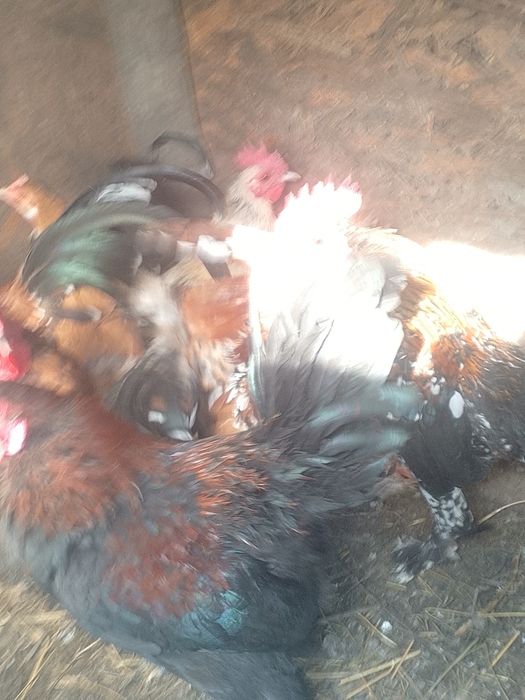 De vânzare perechii de găină și cocoș pitici.