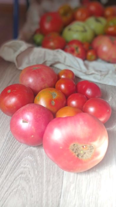 Продам яйца дом., помидоры и огурцы.