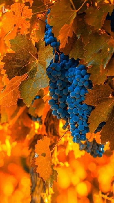 Butasi vita de vie nealtoita hibrid