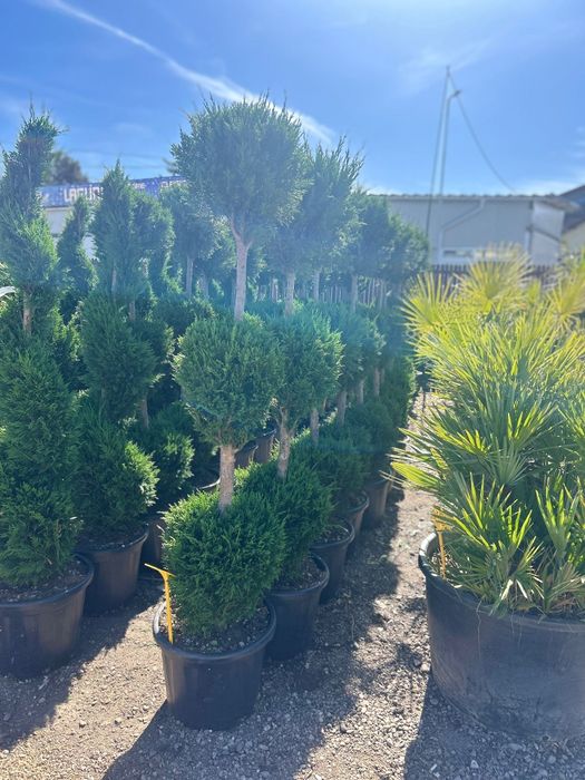 Plante ornamentale de vânzare