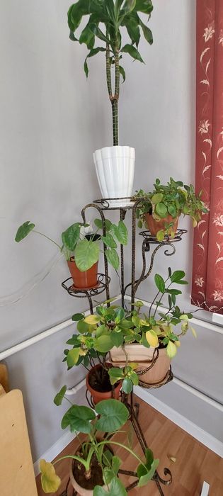 Домашний цветы с подставкой