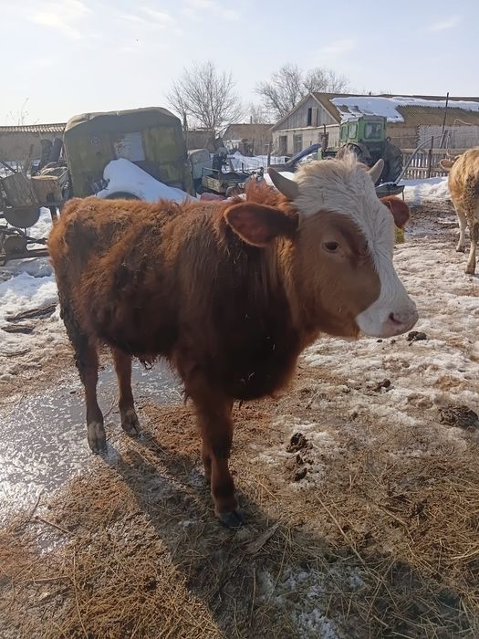 1жылдан Аскан баспкак Сатылады