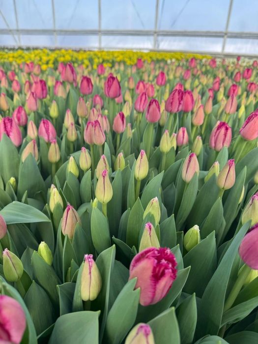 Свежие Тюльпаны оптом | от 360