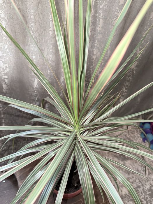 Драцена камнатная 5000 т