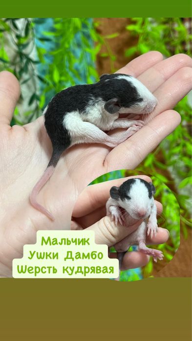 Крысята (крысы,крыса,крыски)