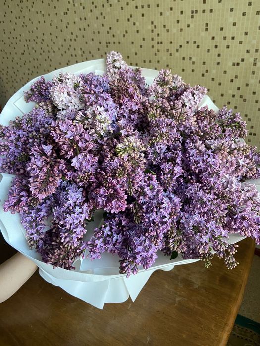 Сирень сирень свежая