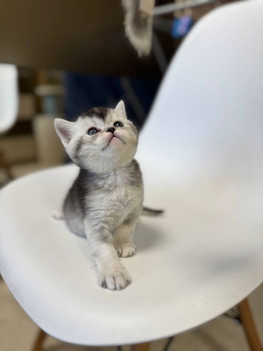 скотиш страйт серебристая шиншилла мальчик