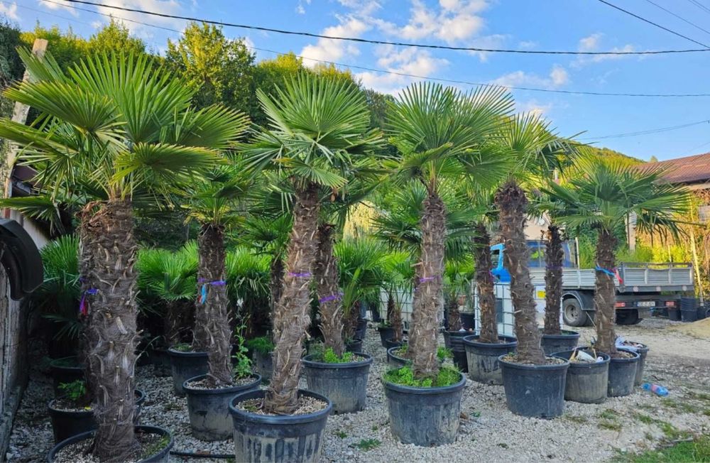 Palmieri rezistenti la iarna caliate garantat oferim garantie