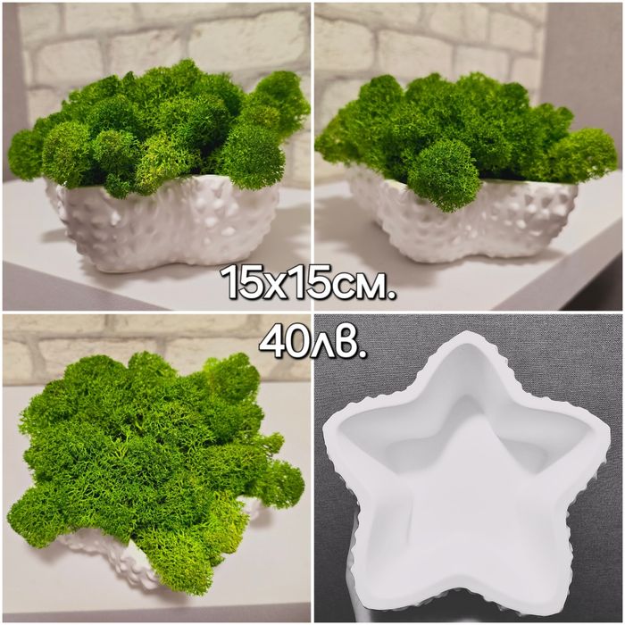 Различни видове кашпи със скандинавски мъх