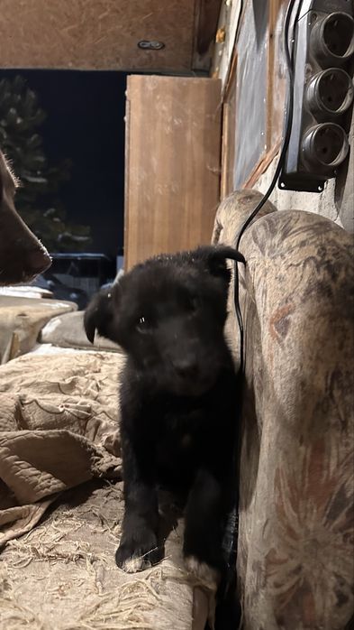 Собака бесплатно