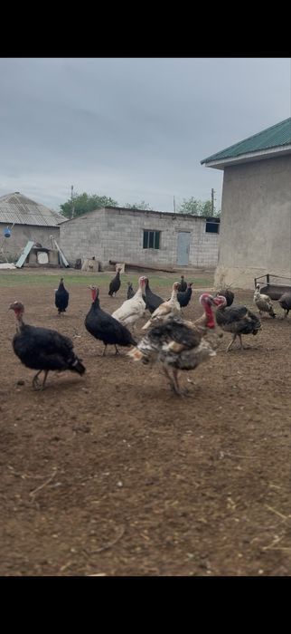 Үлгереміз срочна сатылып жатыр
