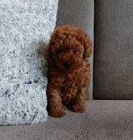 Pudel/Poodle Toy/Mini Red de vânzare – Genotip și fenotip deosebit