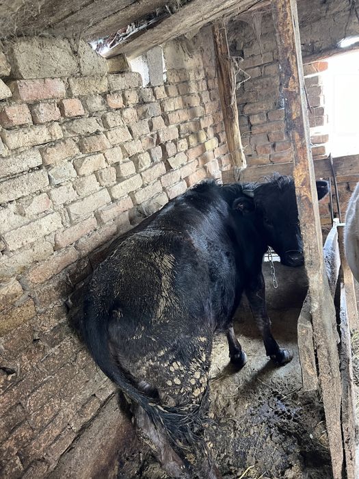 Телка породистая