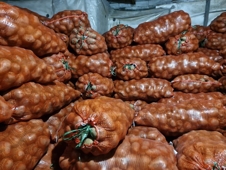 Продам картофель