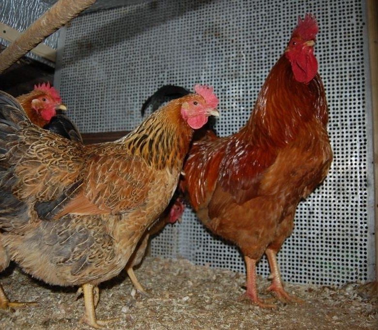 Яйцо инкубационное Кучинская Юбилейная