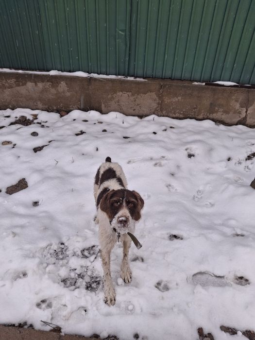 Курцхаар сатылады ургашы 1 жасар