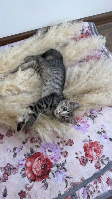Ищем добрый дом для кошечки