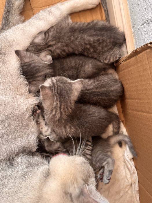 Котята в добрые руки