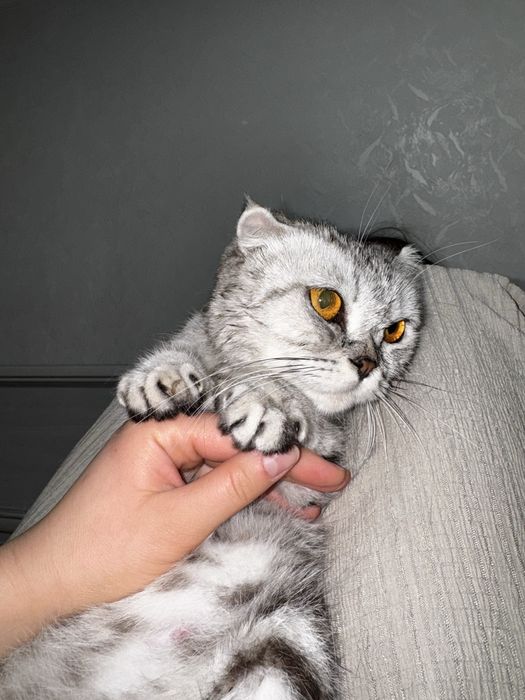 Бесплатно отдаем малышек!  Ищем добродушных людей!)