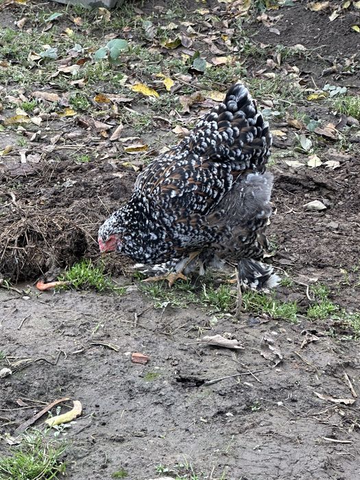 Oua pentru incubat brahma portelan