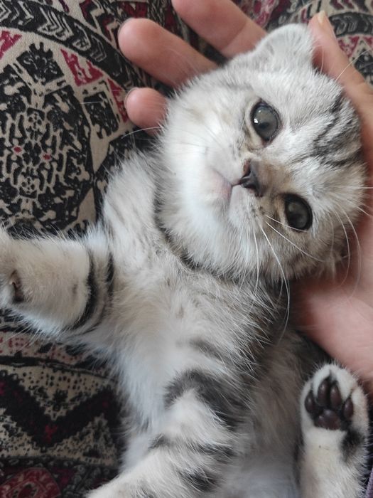 Шотландский вислоухий котенок