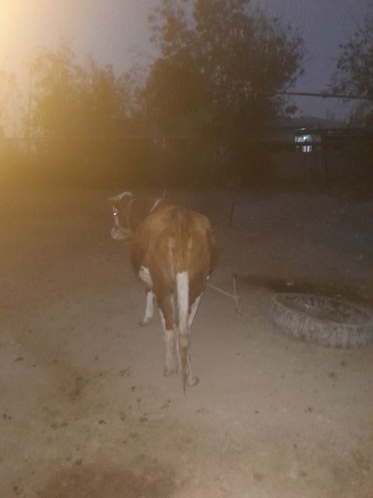 Гунажн сатылады ксыр