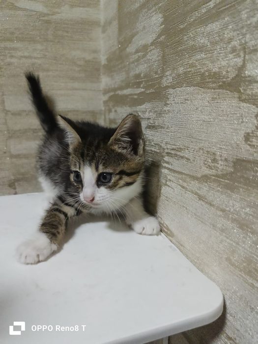 Котенок котята кошка